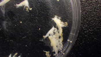 Media type: image; Invertebrate Zoology 153123   Description: live specimen;